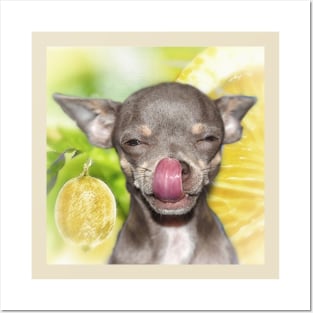 Chihuahua Cheeky Funny Summer Yellow Lemon Chi art Posters and Art